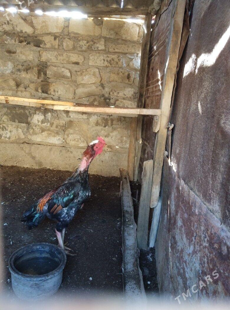 TASKENT BAYES HORAZ - Esenguly - img 3