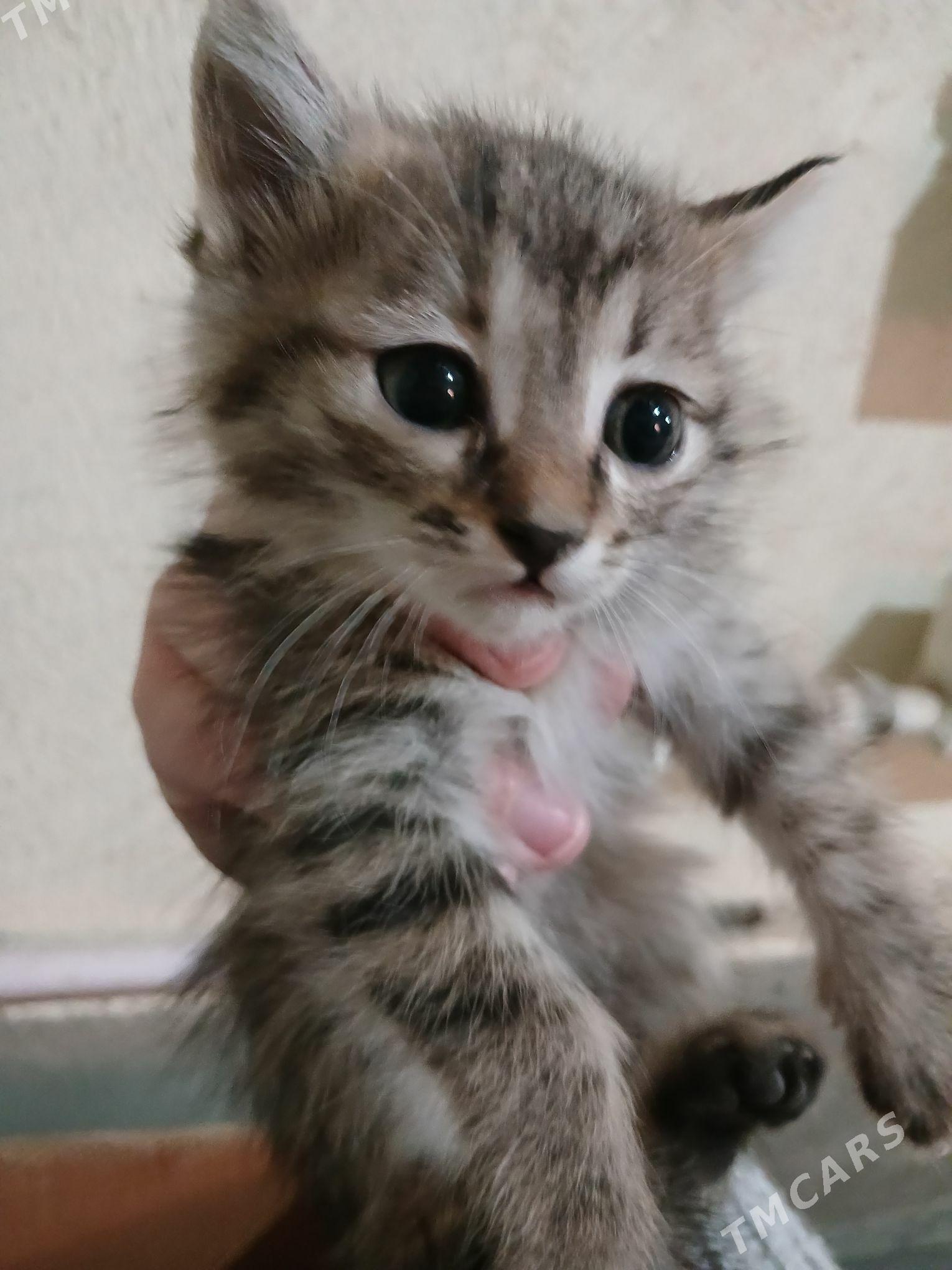 котята/pişik - Daşoguz - img 5