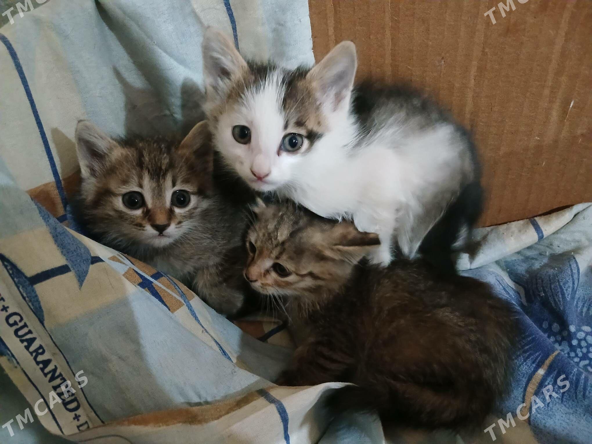 котята/pişik - Daşoguz - img 2