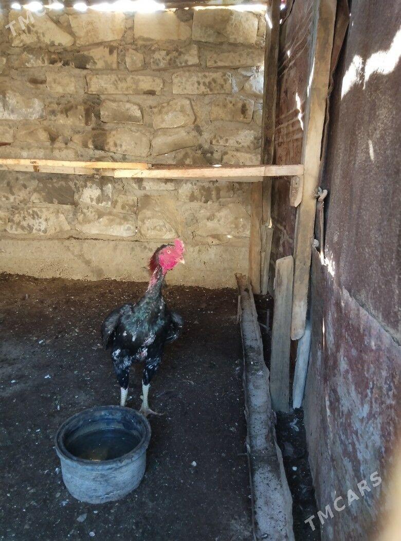 TASKENT BAYES HORAZ - Esenguly - img 4