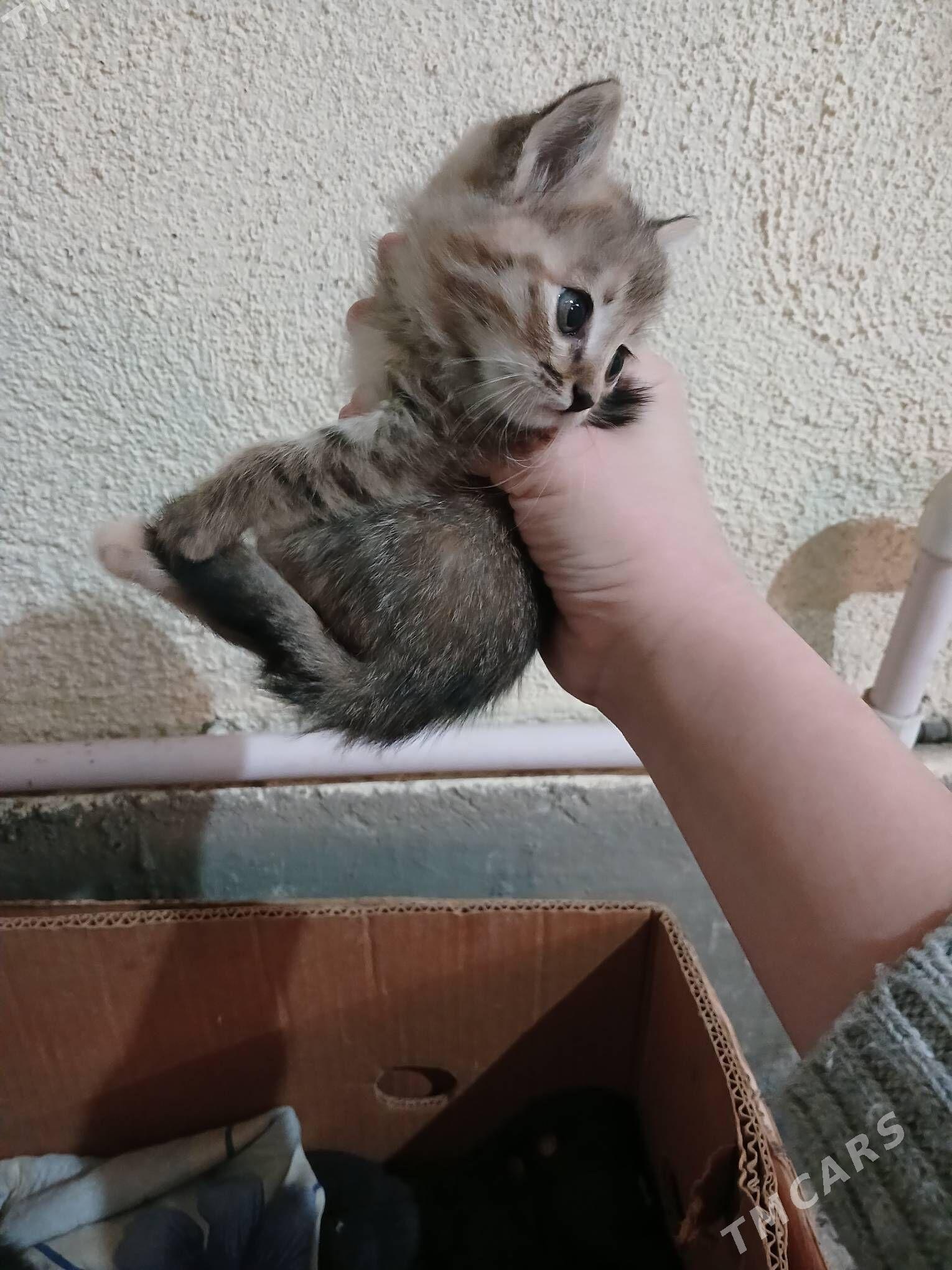 котята/pişik - Daşoguz - img 7