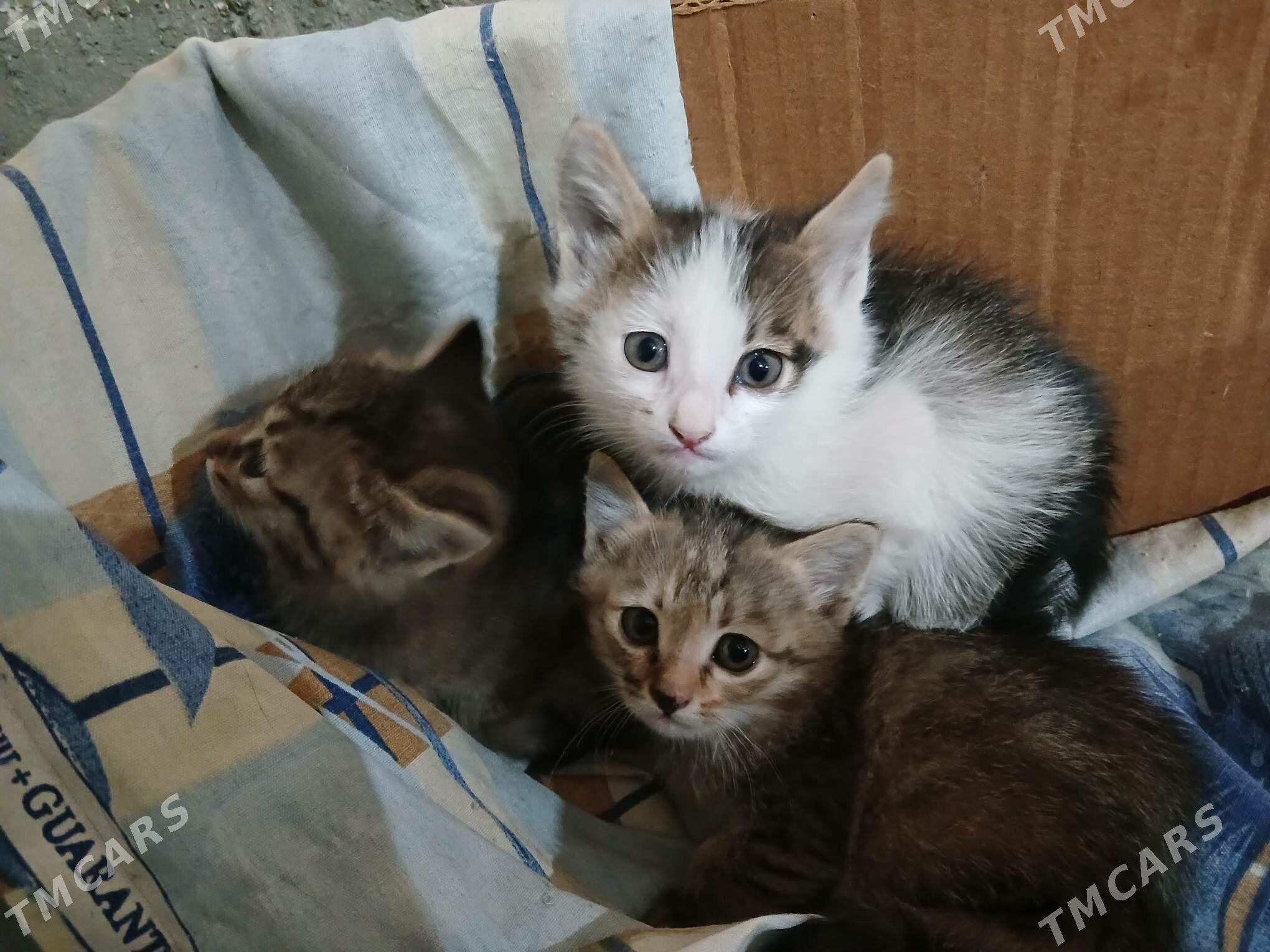 котята/pişik - Daşoguz - img 3