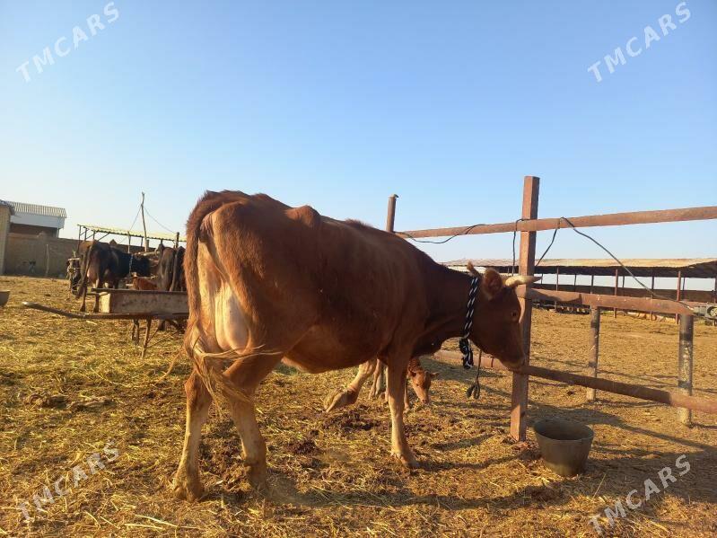 göleli. - Wekilbazar - img 5