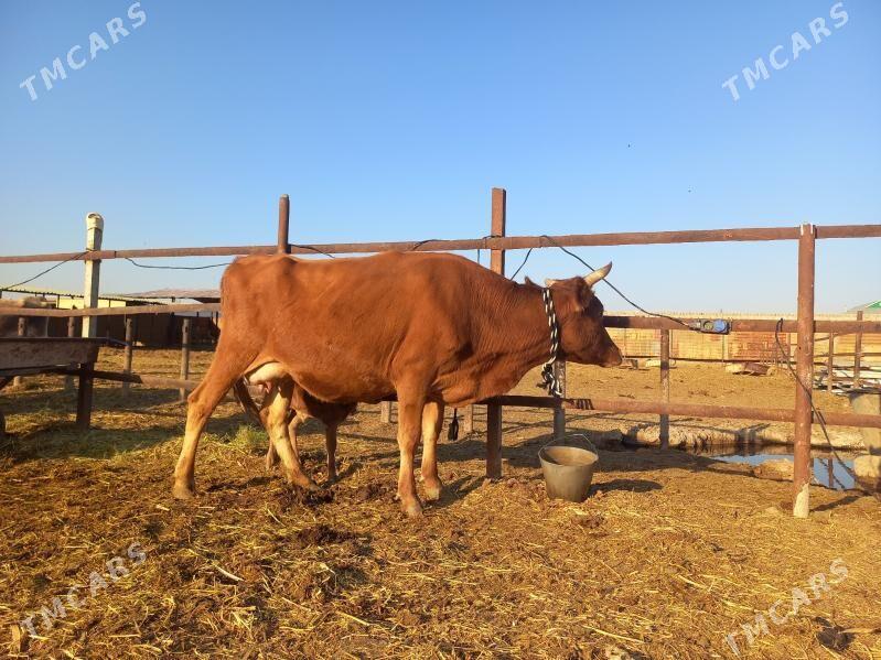 göleli. - Wekilbazar - img 6