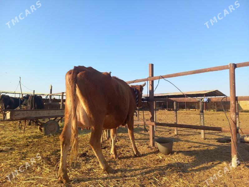 göleli. - Wekilbazar - img 4