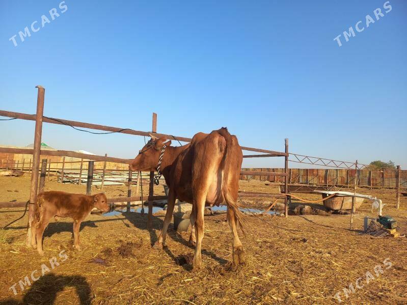 göleli. - Wekilbazar - img 2