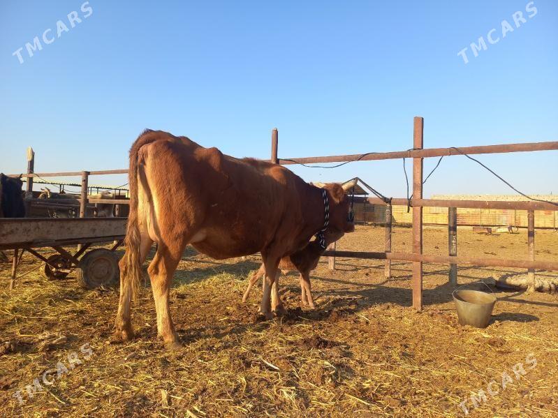 göleli. - Wekilbazar - img 7