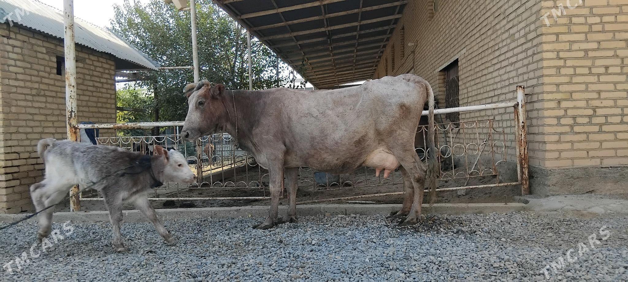 goleli sygyr - Векильбазар - img 2