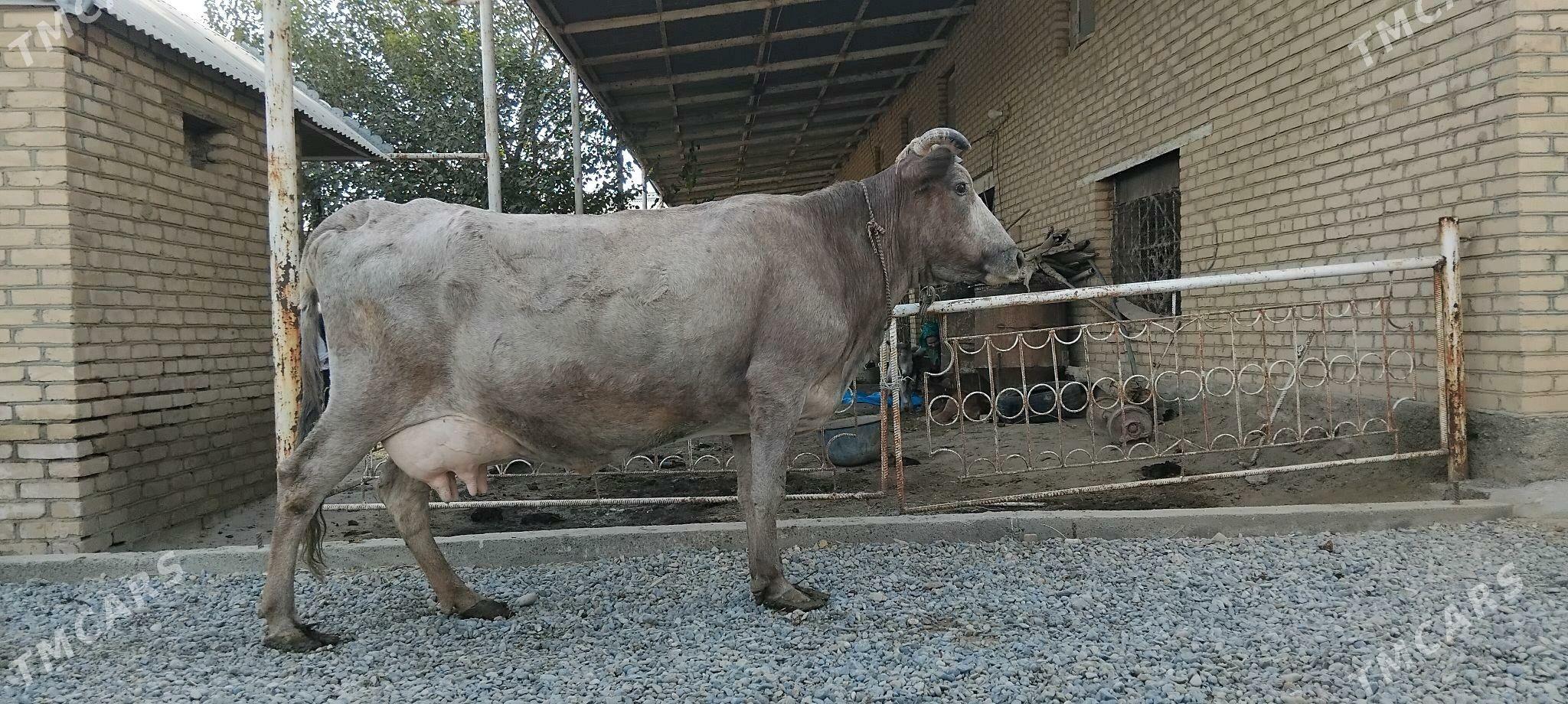 goleli sygyr - Векильбазар - img 3