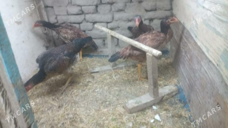 Towuk - Daşoguz - img 2