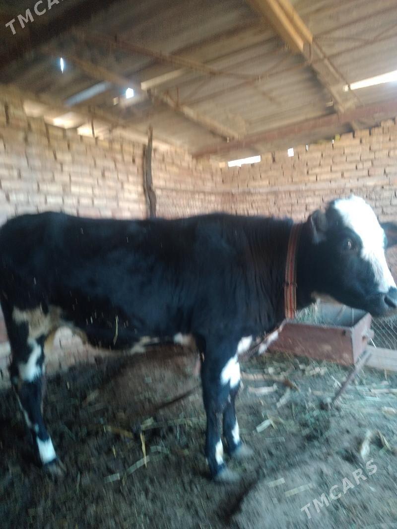 guljyn - Mary - img 2