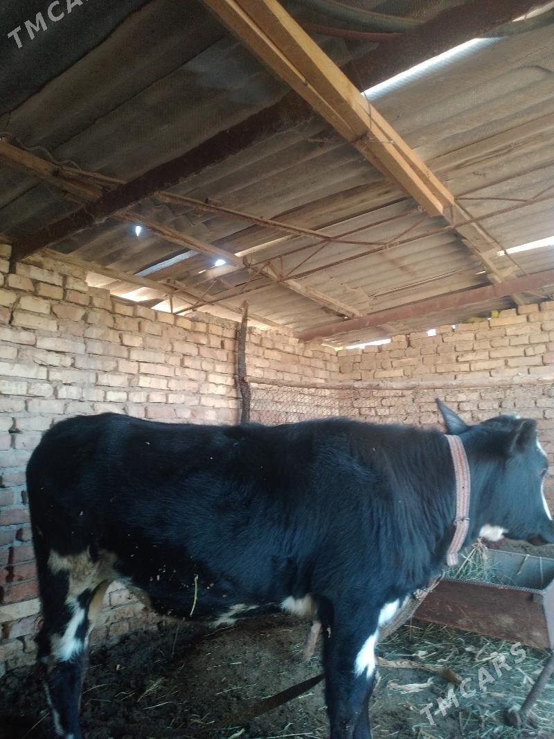 guljyn - Mary - img 4