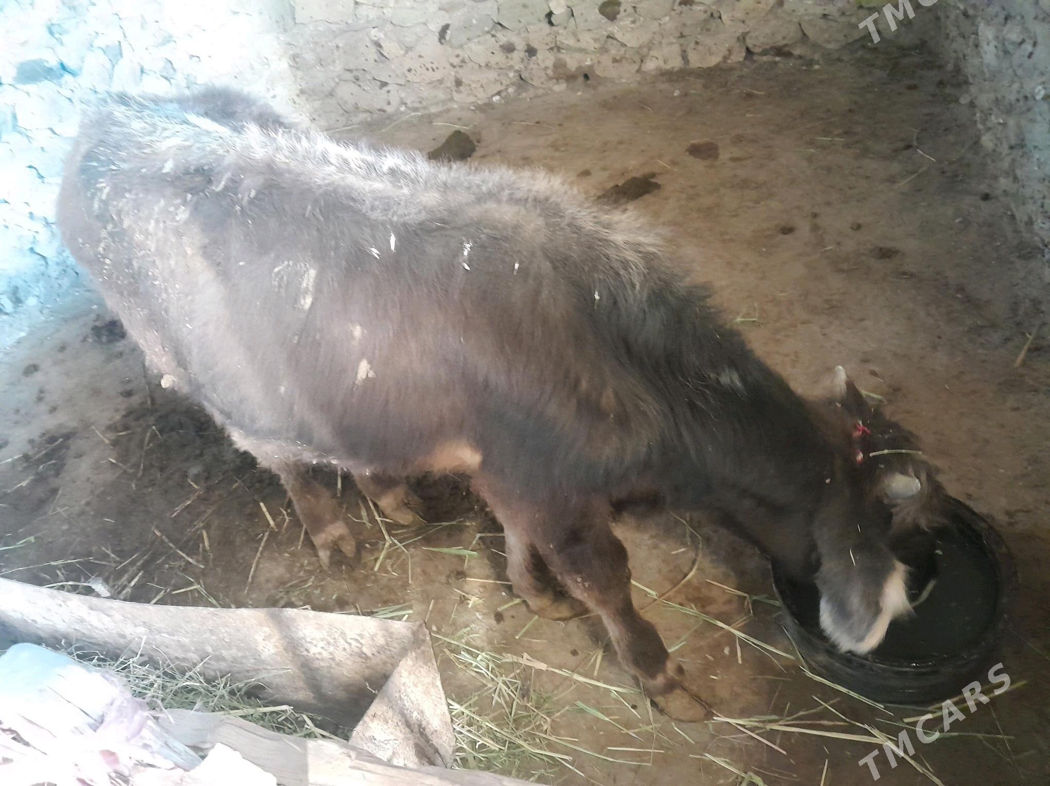 Okuzce - Bereket - img 2