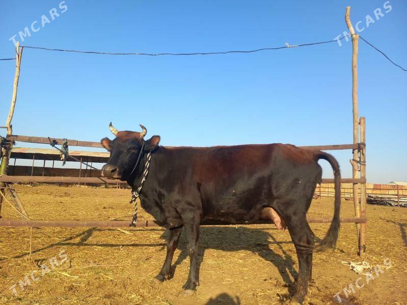 göleli. - Векильбазар - img 6