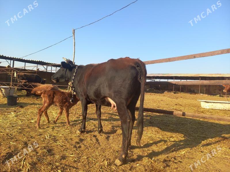 göleli. - Векильбазар - img 2