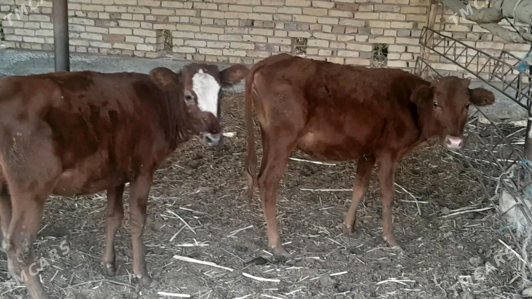 Sygyrlar - Дарганата - img 2