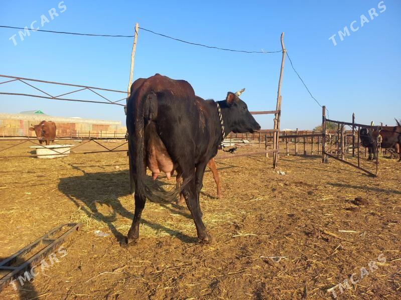 göleli. - Векильбазар - img 7