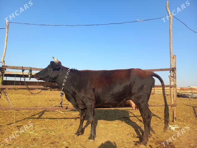 göleli. - Векильбазар - img 5