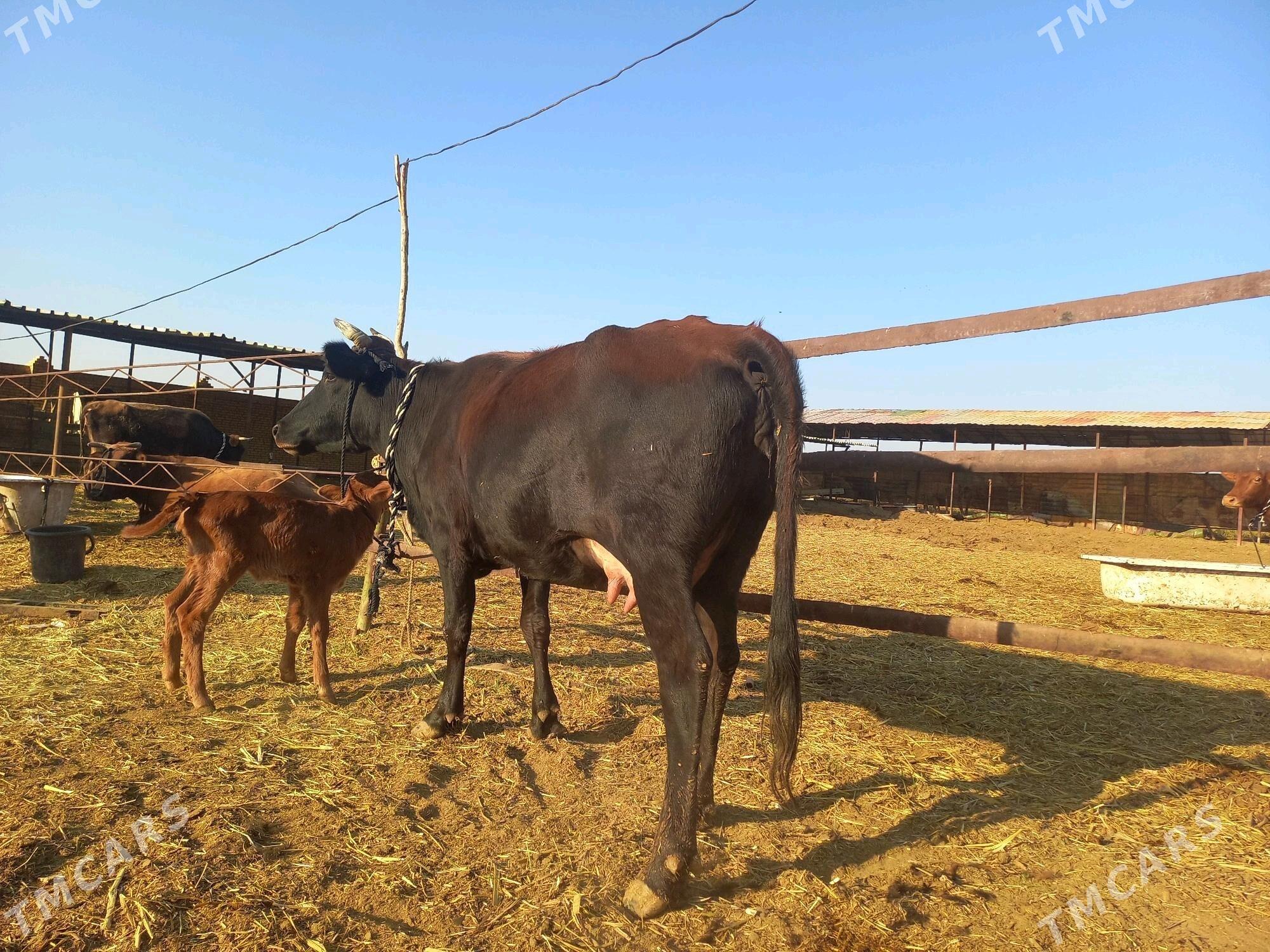 göleli. - Векильбазар - img 3