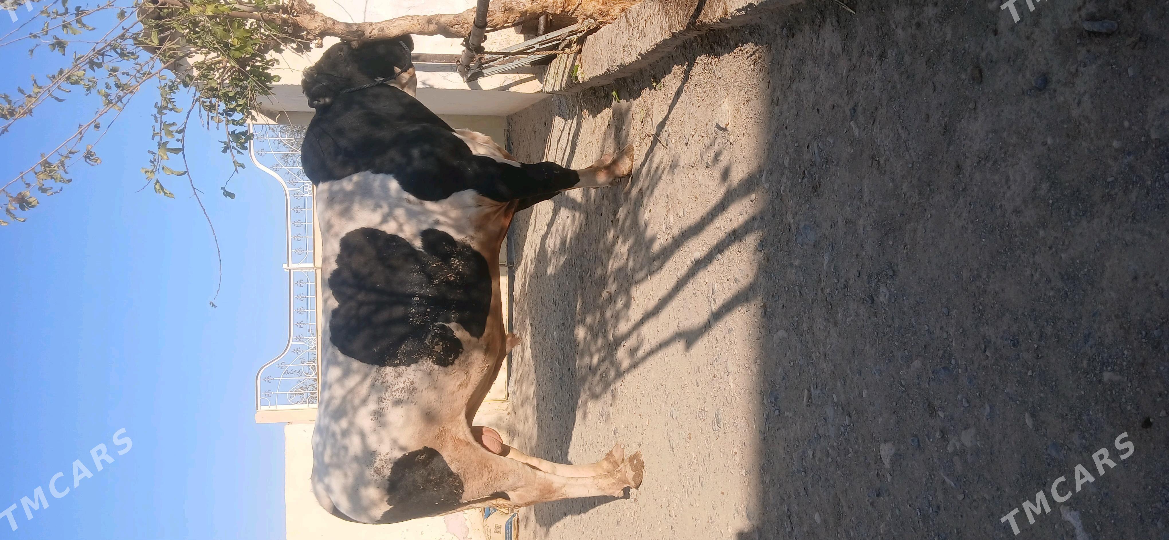 okuz - Бахарден - img 2