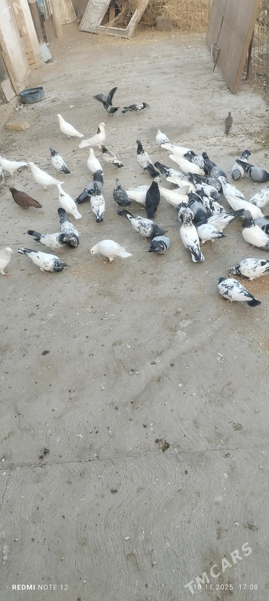 oy xaywanlary - Çärjew - img 3