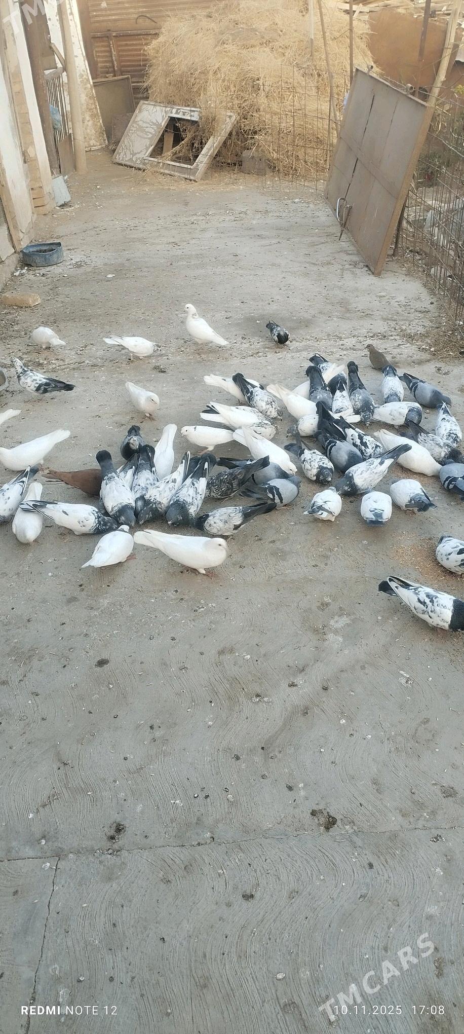 oy xaywanlary - Çärjew - img 4