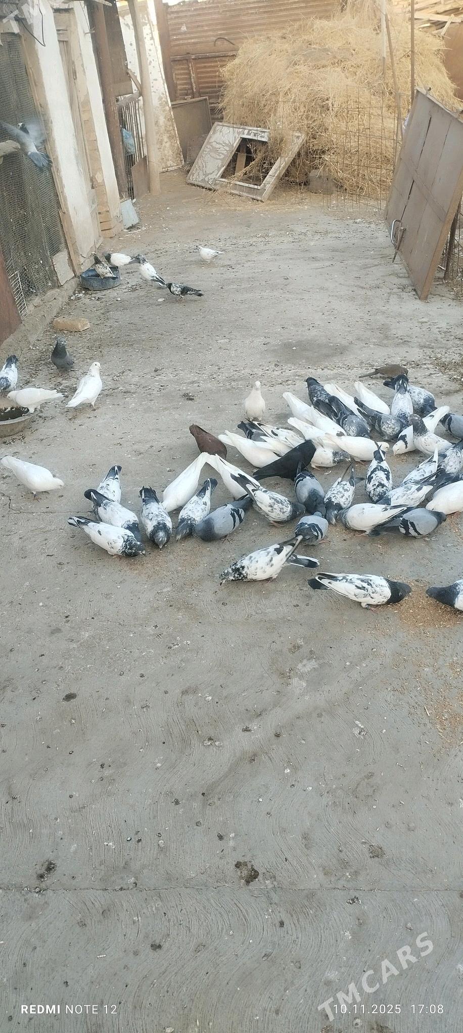 oy xaywanlary - Çärjew - img 2