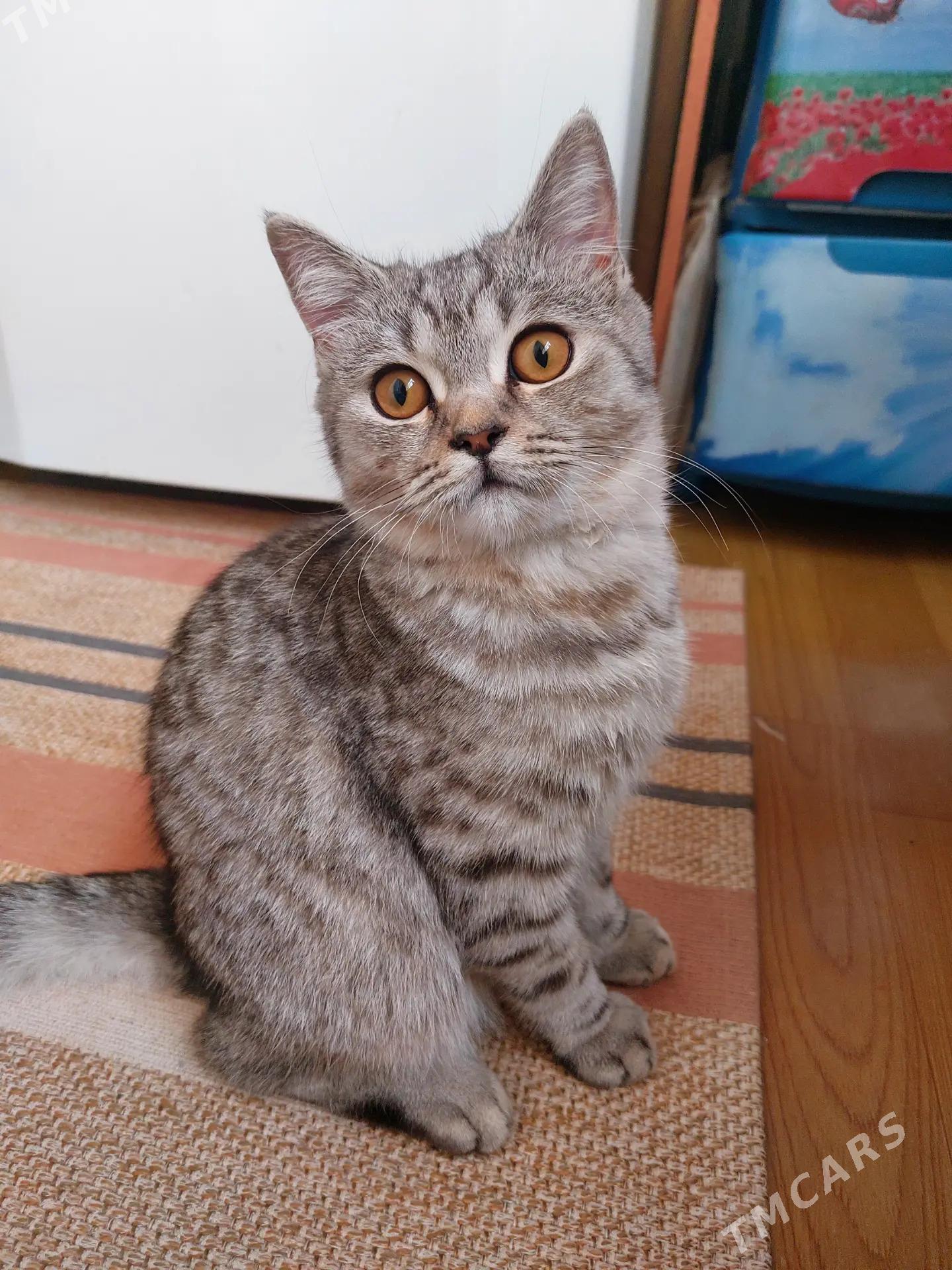 БРИТАНСКИЙ КОТ - Туркменабат - img 2