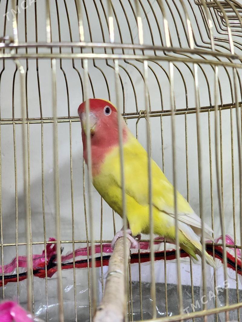 nerazlucnik - Parahat 4 - img 5