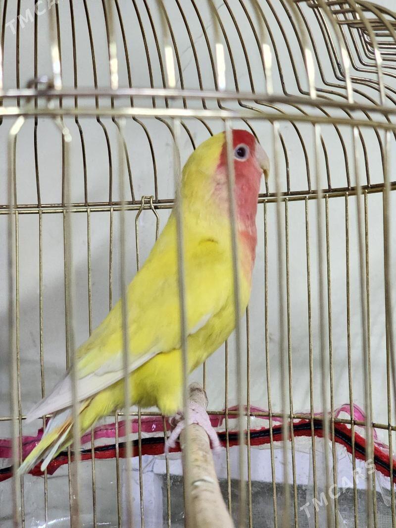 nerazlucnik - Parahat 4 - img 6