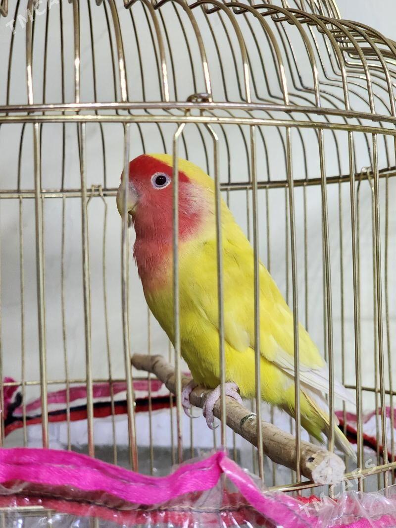 nerazlucnik - Parahat 4 - img 4