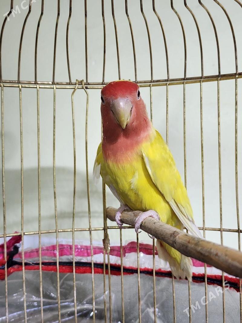 nerazlucnik - Parahat 4 - img 2