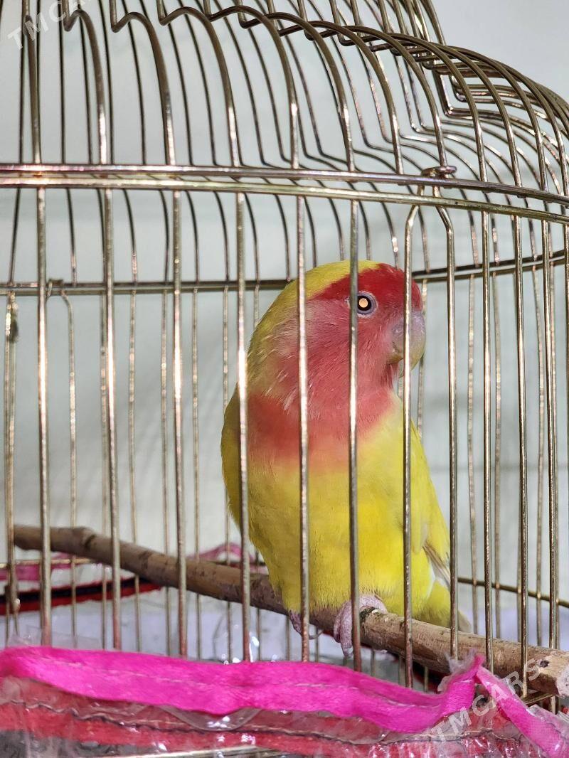 nerazlucnik - Parahat 4 - img 3