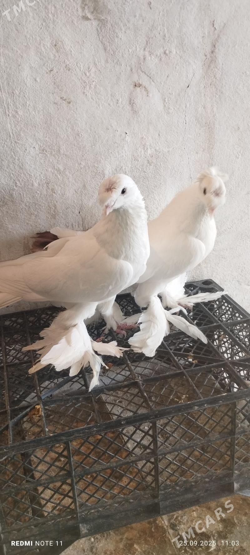 Kepderi - Murgap - img 2