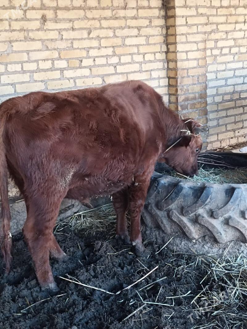 окуз - Dänew - img 3