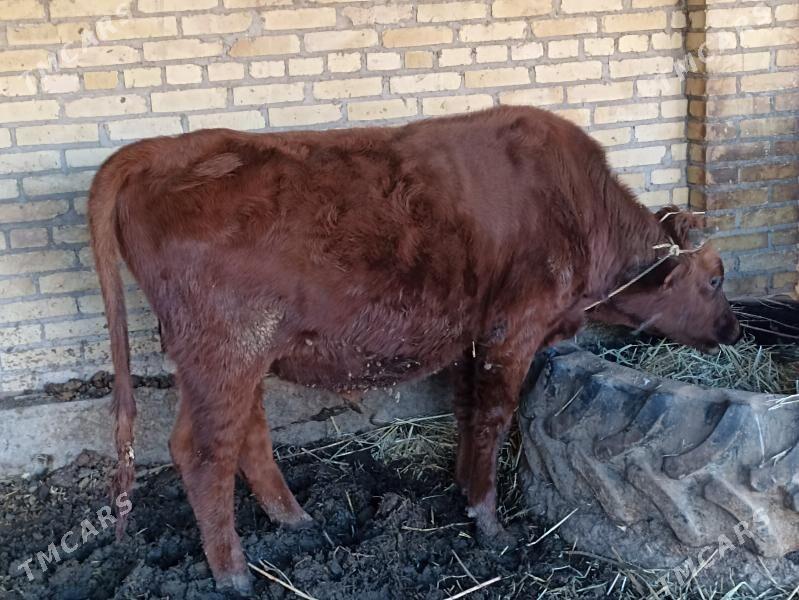 окуз - Dänew - img 2