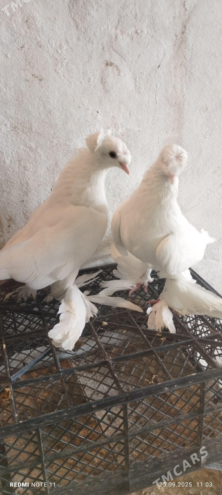 Kepderi - Murgap - img 3