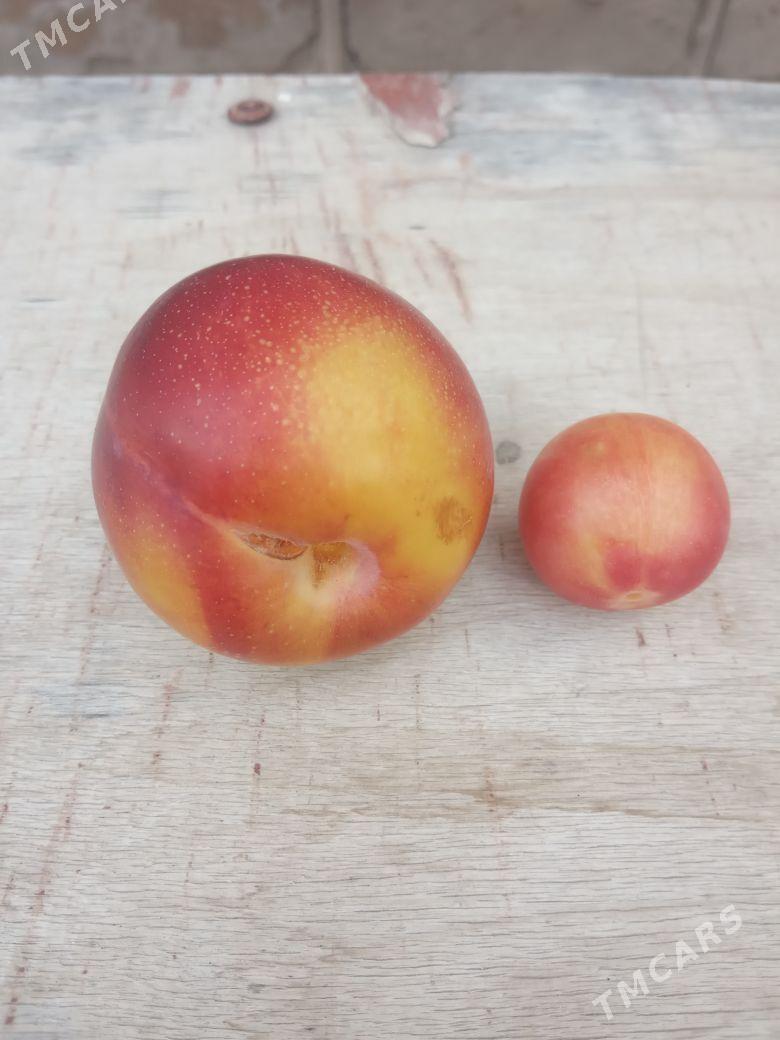 izimbay nahal - Wekilbazar - img 2