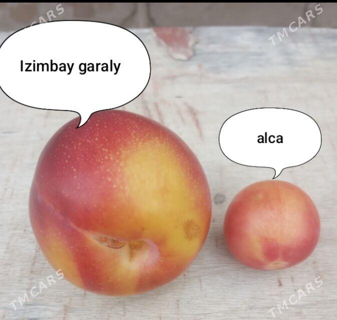 izimbay nahal - Wekilbazar - img 3