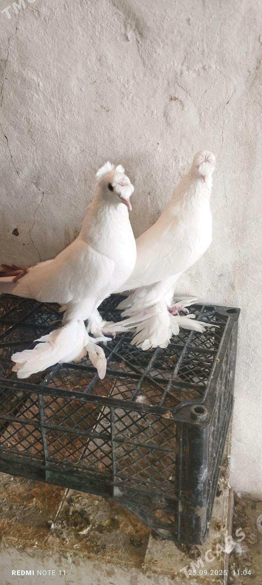 Kepderi - Murgap - img 4