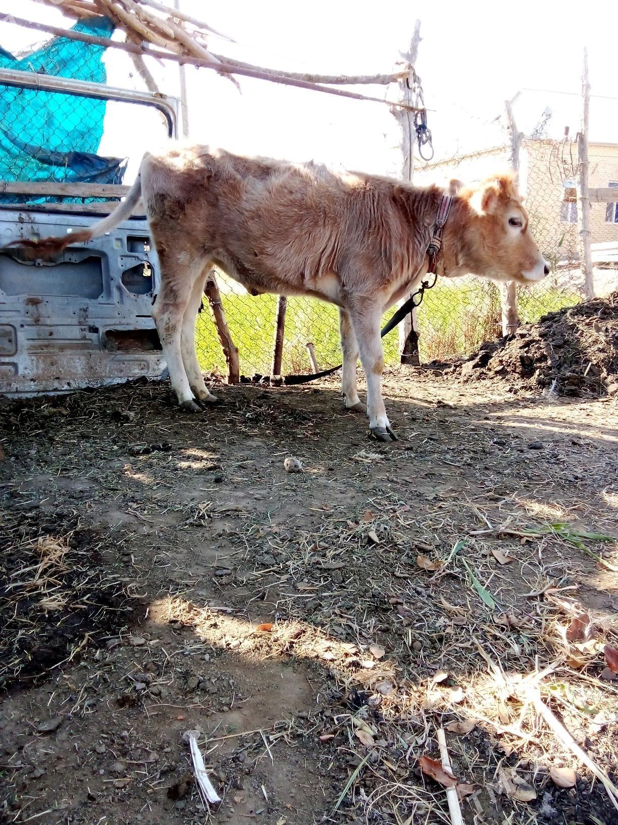 Satlyk göle gulajyn - Mary - img 2