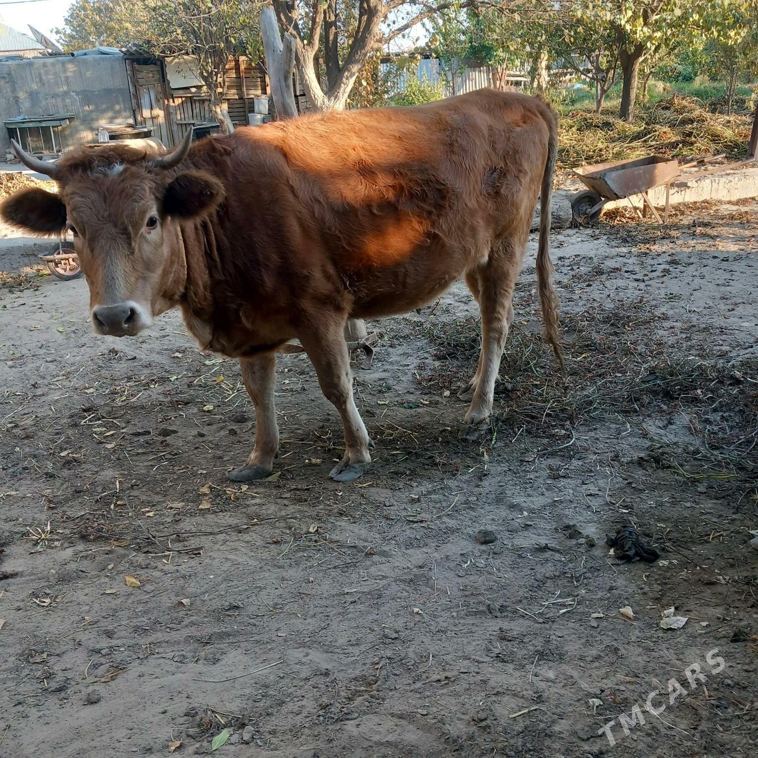 tuwe ww okuz - Gypjak - img 2