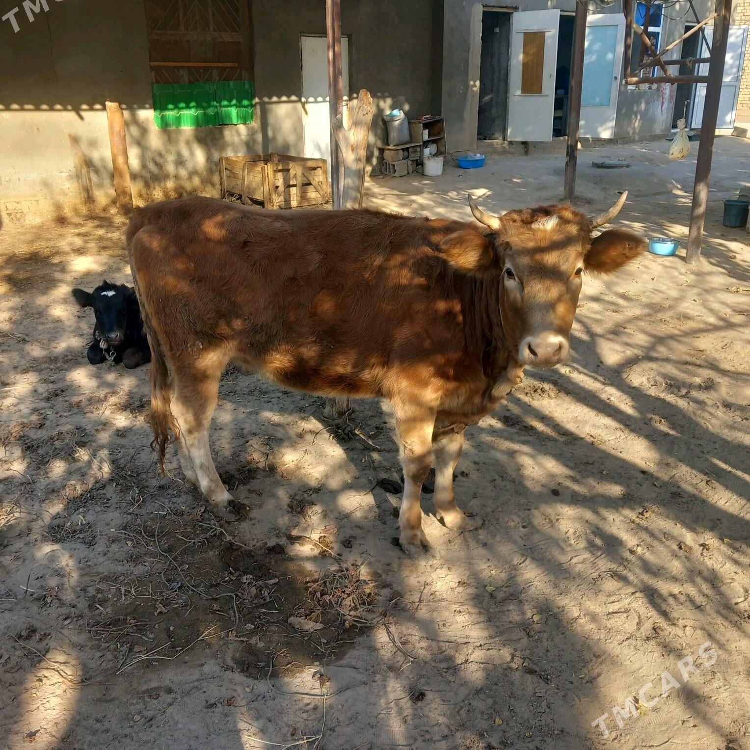 tuwe ww okuz - Gypjak - img 4