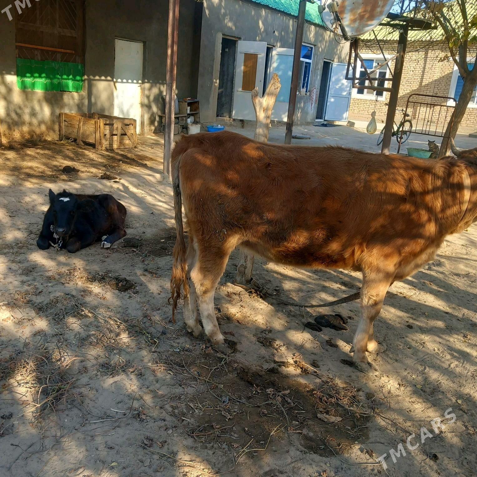 tuwe ww okuz - Gypjak - img 3