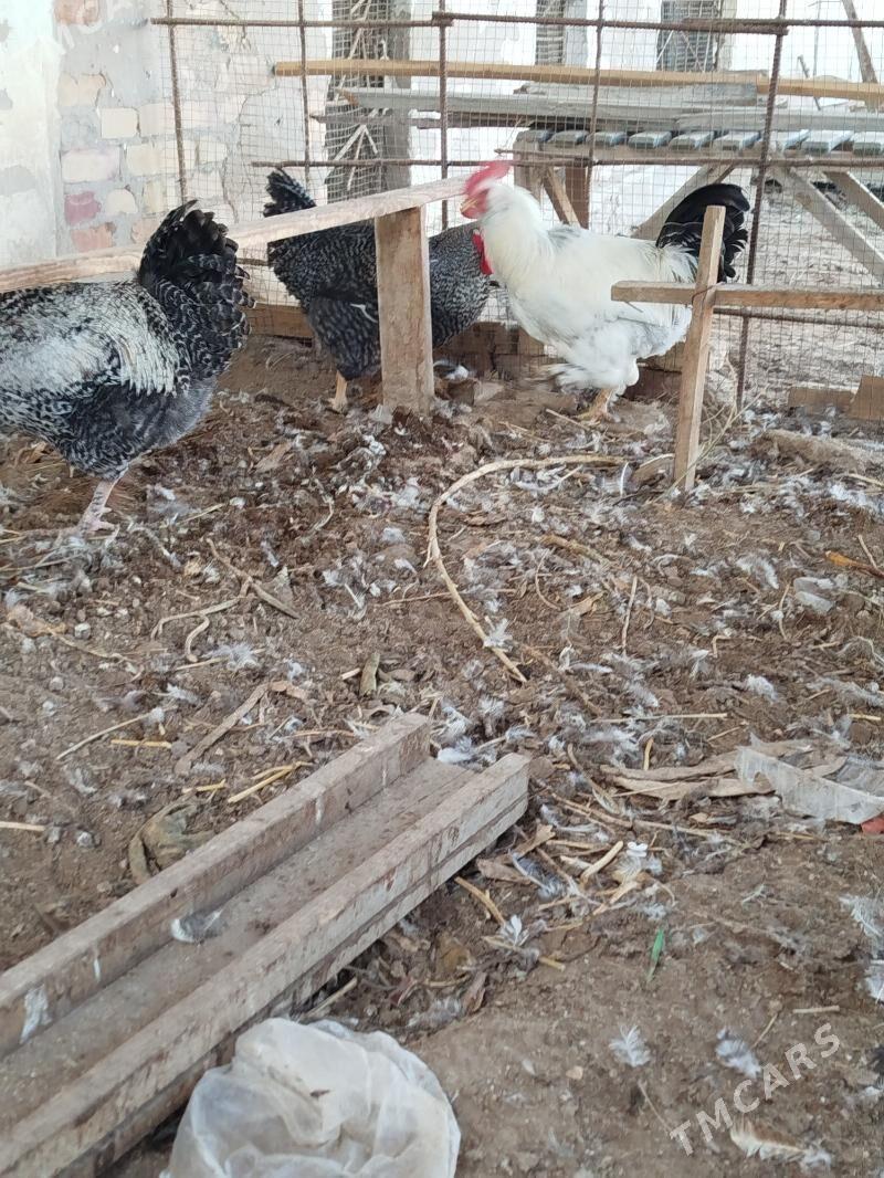 хораз породы Гигант - Türkmenabat - img 1