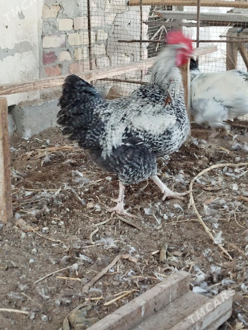 хораз  породы Гигант - Türkmenabat - img 2