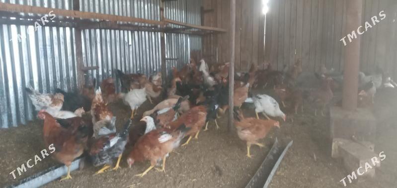 towuk jüýje - Sakarçäge - img 4