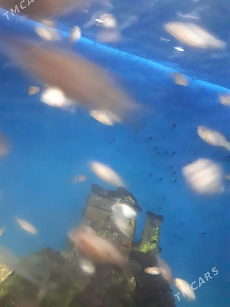 Рыбки - Aşgabat - img 6