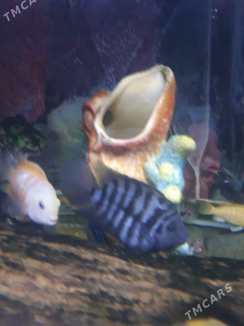 Рыбки - Aşgabat - img 1