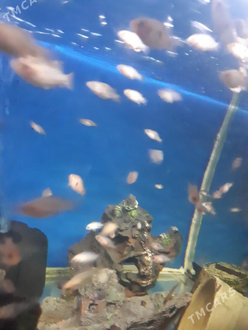 Рыбки - Aşgabat - img 5